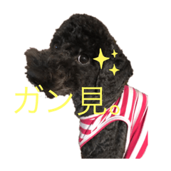 pyon_co
