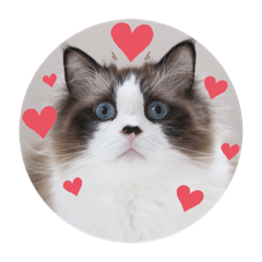 Ragdoll sticker-My name is Paris-