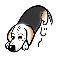 beagle dog jin