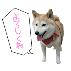 SHIBA HANA CHAN