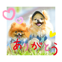 pomeranianstamp kotaro&mame