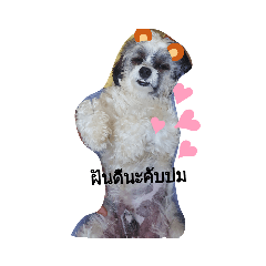 Dog_20190526221833