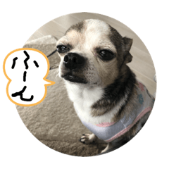 dog_20190524075335