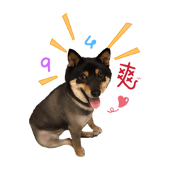 「黑柴犬」黑皮第一彈～小屁柴日常說說話!!