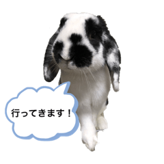 Black & White Lop Ear Rabbit