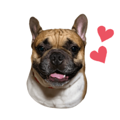 Frenchfries the funny Frenchie