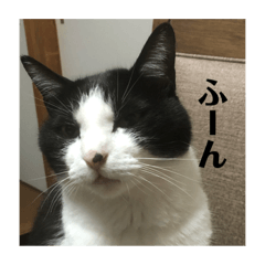 Blunt Black and White cat Natume