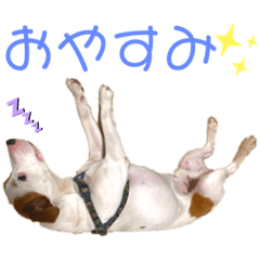 dog_20190525110639