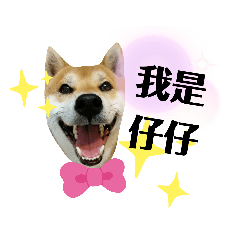 仔仔Zaizai日常