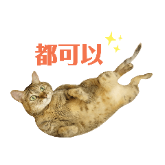橘子姊姊日常3.2