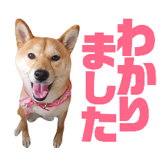 shiba-dog JAPAN kawaii