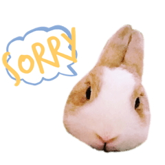 兔小姐和貓先生：）