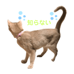 Tomomi_201905252133560401