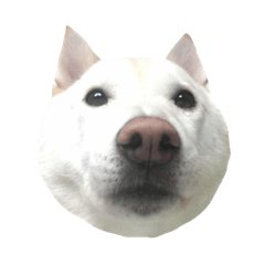 府城之犬