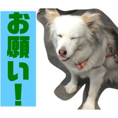AKIRA_20190526162221