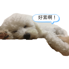 四豬小皮蛋