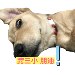 黃金劣犬