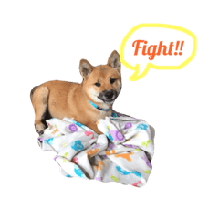 Haejin the Shiba dog