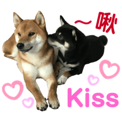 Shiba brothers daily