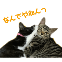Cats Sakura & Yotsuba