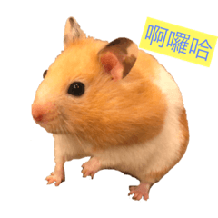 布丁丁_