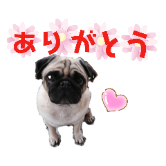 pug-reon