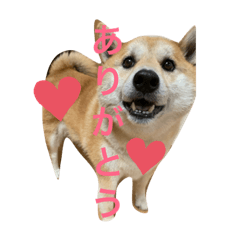 shibamaro