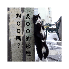 貓咪說的對