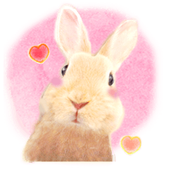 Fairy Rabbit Lumo2
