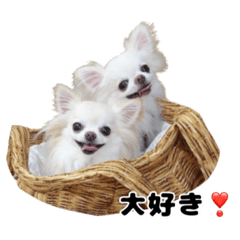 Two Chihuahua for normal life