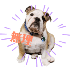 Vino the Bulldog 1