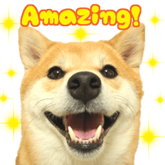 Shibainu KINAKO Frequently used words.