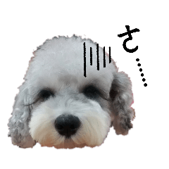 雪納瑞-ViVi很有戲-1