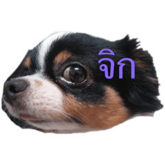 Dogcutelove