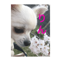 RinRin_20190527171759