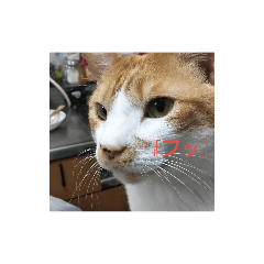 hachi_20190527173317