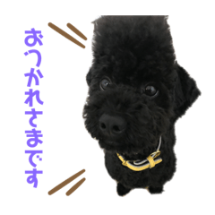 toy poodle_pino