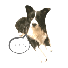 Border collie  R I KU