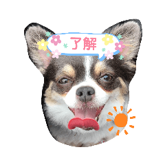 my cat dog.