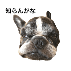 french bulldog-nino