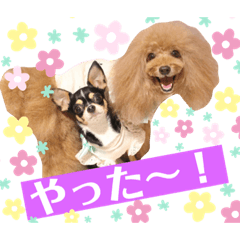 happy  lovely dogs