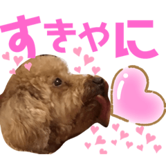 Toy poodle speaks Japanese Mie direct