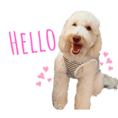 AustralianLabradoodleイサラのスタンプ３
