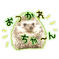 Headgehog noakamiii_4
