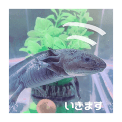 Axolotl Yuta
