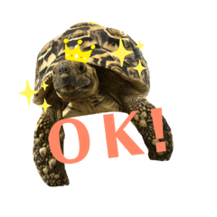 TAMA!!