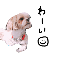 シーズー犬ココ 2