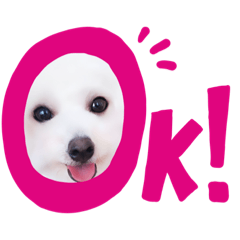 Rei_bichon
