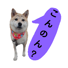 Mameshiba Inu speaks Okayama dialect