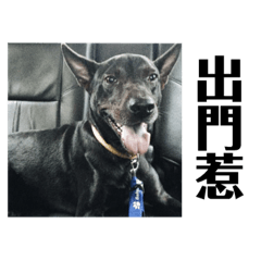 台灣犬-呆比2.0